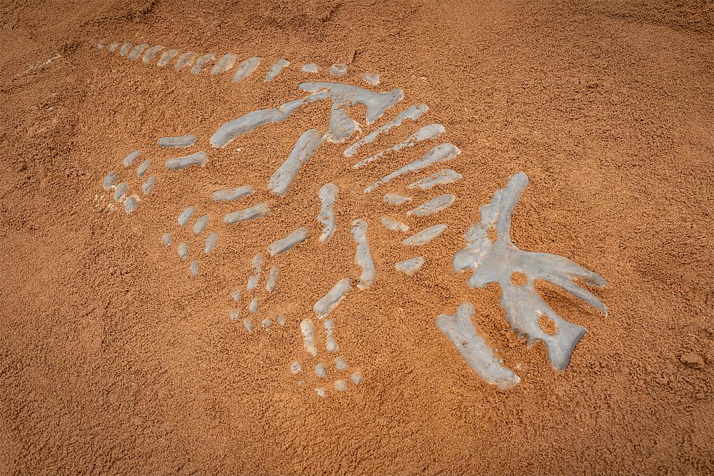 Dino-Platte Triceratops