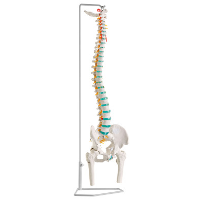 Erler Zimmer Skelettmodell „Flexible Wirbelsäule“