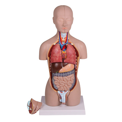 Erler Zimmer Anatomisches Modell „Miniatur-Torso“