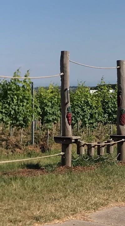 Balancierparcours Weinberg